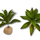 Planta Lilium de decoración para terrarios, , large image number null