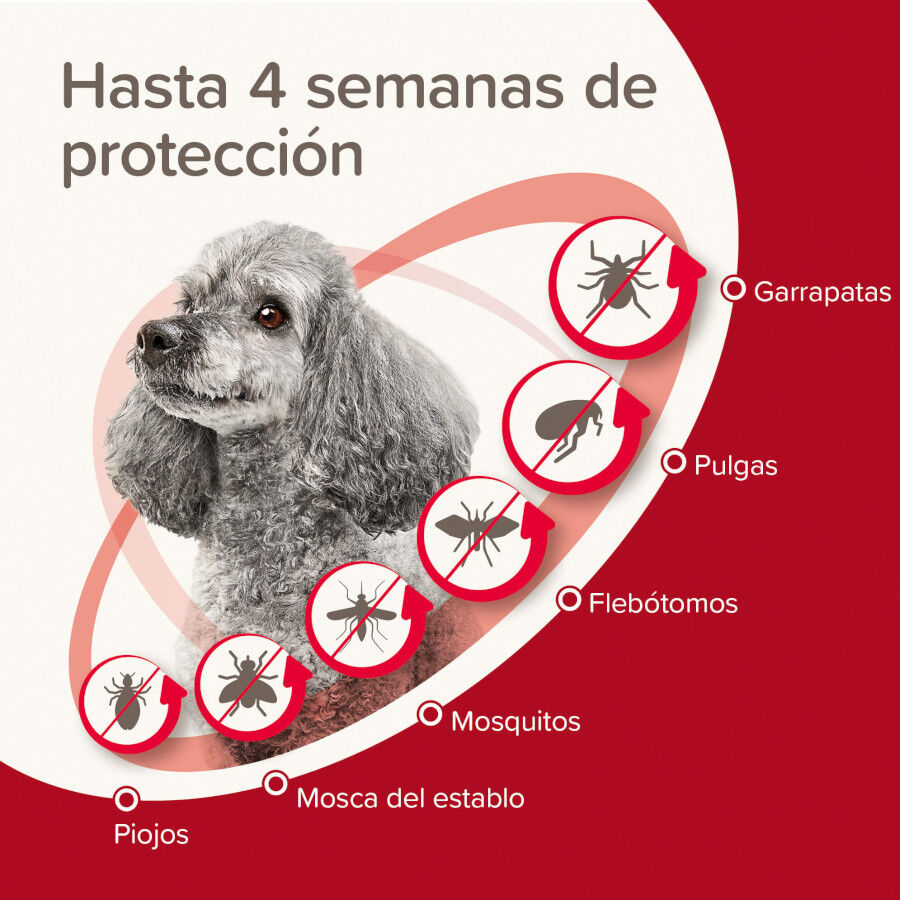 Beaphar Protectix Pipetas Antiparasitarias para perros, , large Imagen numero 3