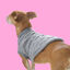 Outech Rombos Jersey de Punto Gris para perros, , large indicador imagen numero 3