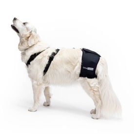 Ortocanis Soporte De Cadera Con Displasia Para Perros