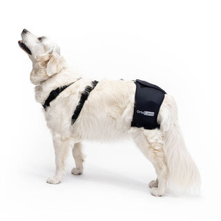 Ortocanis Soporte De Cadera Con Displasia Para Perros