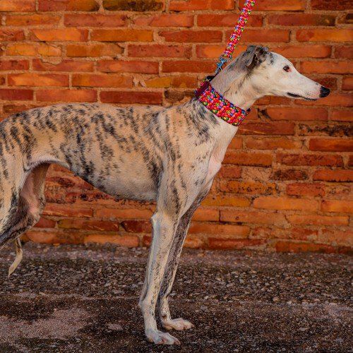 Collar Pamppy Galgo Speedy chocolatinas para perros, , large Imagen numero 3