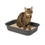 TK Pet Bandeja Sanitaria Básica para gatos, , large indicador imagen numero 1