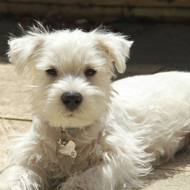 Placa identificativa Diamante Hueso para perros, , large Imagen numero 2