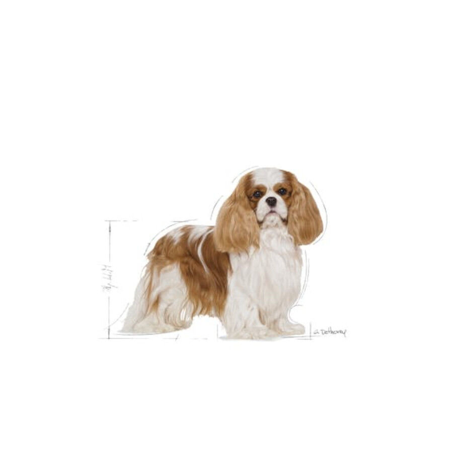 Royal Canin Adult Cavalier King Charles pienso para perros thumbnail