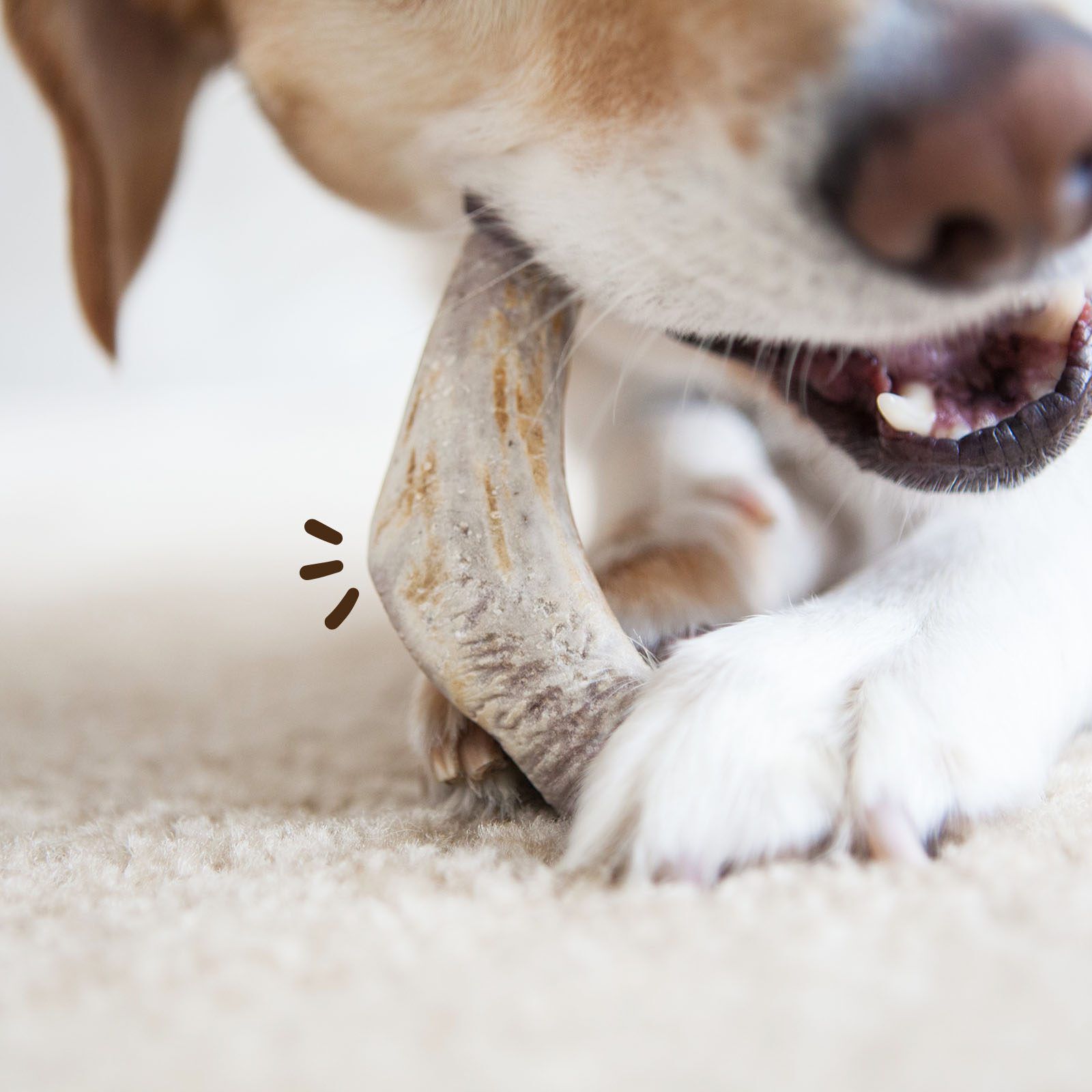 MAIKAI Asta de Ciervo Partida para Perro Pack de 2 - Mordedor Natural para Perros thumbnail