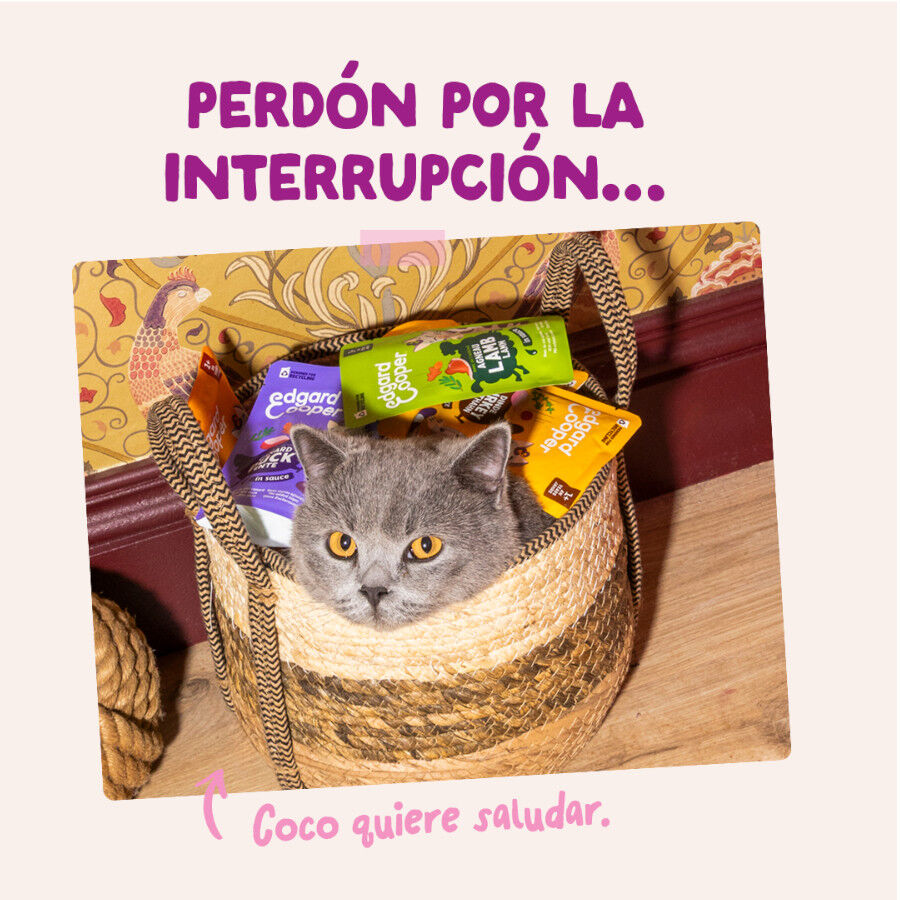 85 g Edgard & Cooper Kitten Pato y Pollo sobre en salsa para gatos, , large Imagen numero 8