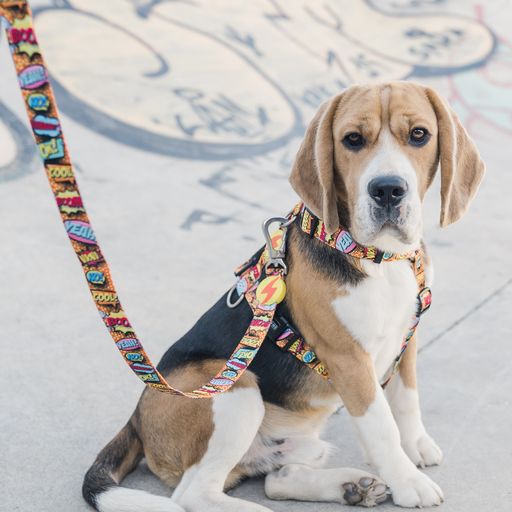 Correa de poli&eacute;ster Boom para perros color Varios, , large Imagen numero 4