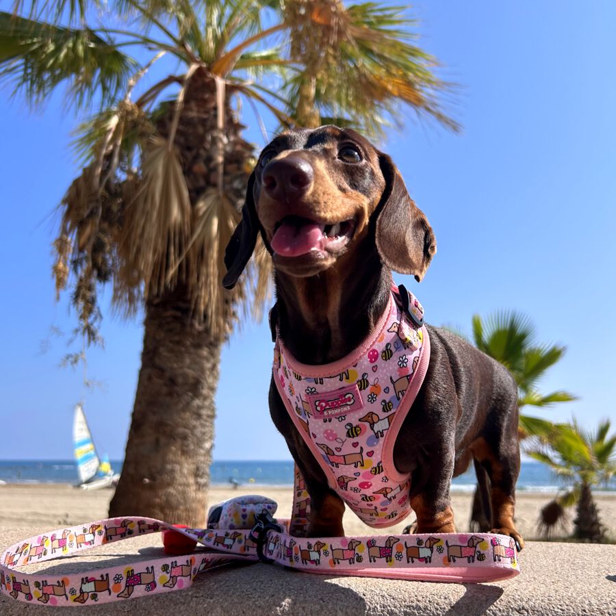 Correa de Perro - Bee Happy Dachshunds, , large Imagen numero 3