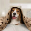 Nobleza – 6 x Manta Suave de Felpa para Perros, Gatos y Otras Mascotas. Lavable. Color Beix, 120*100 cm, , large indicador imagen numero 2