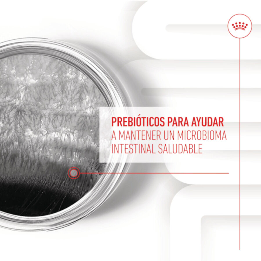 Royal Canin Digestion Chews Suplemento Nutricional para perros con sensibilidad thumbnail
