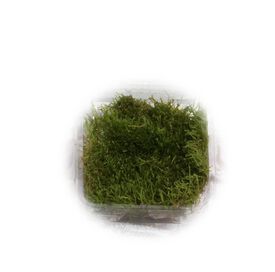 Tropica Iberia Planta Riccia Fluitans
