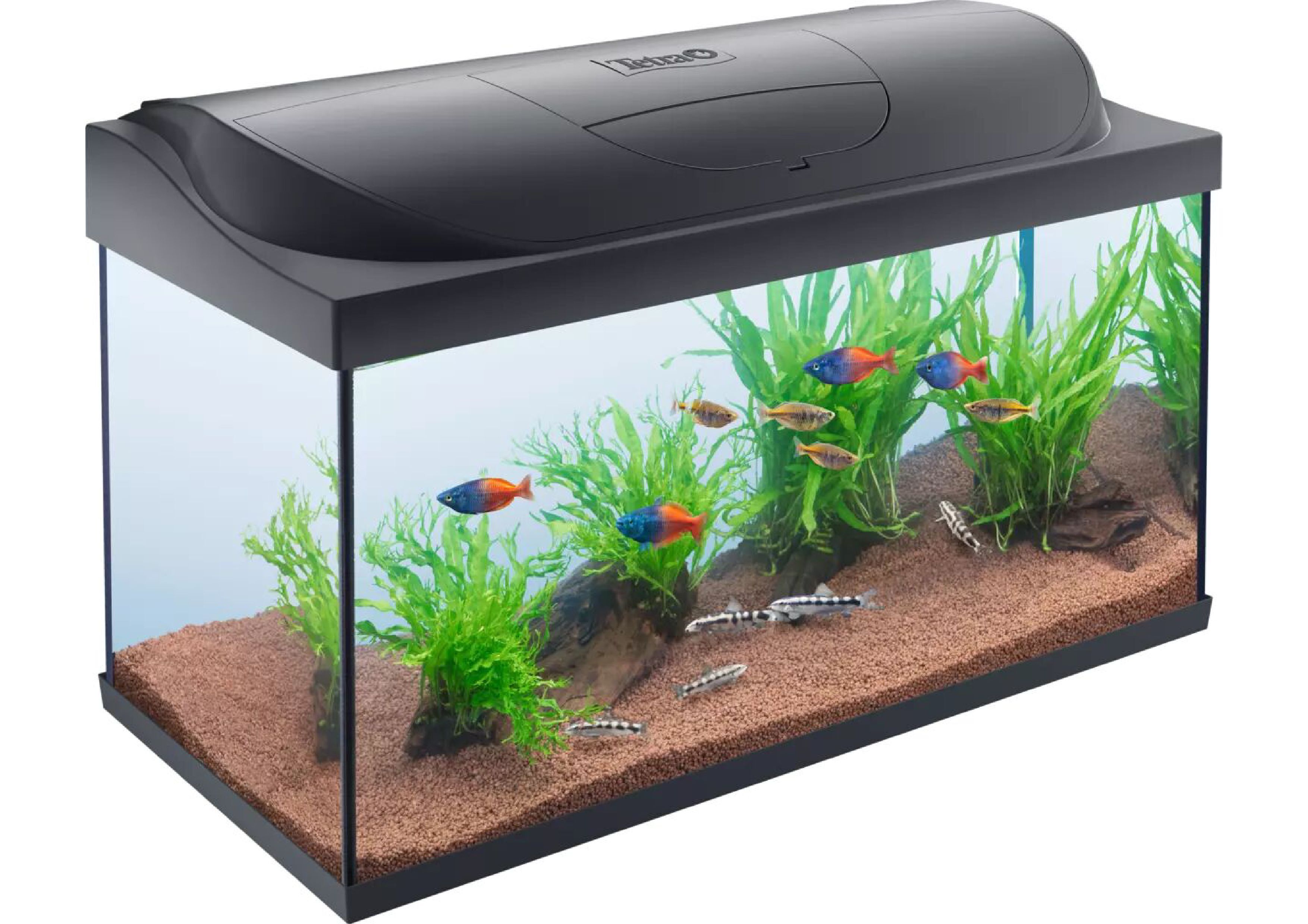 Tetra 80 litre starter kit new arrivals