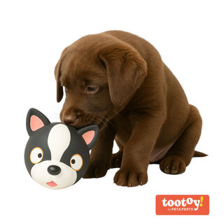 Tootoy! Chew French Bulldog mordedor de látex con sonido para perros