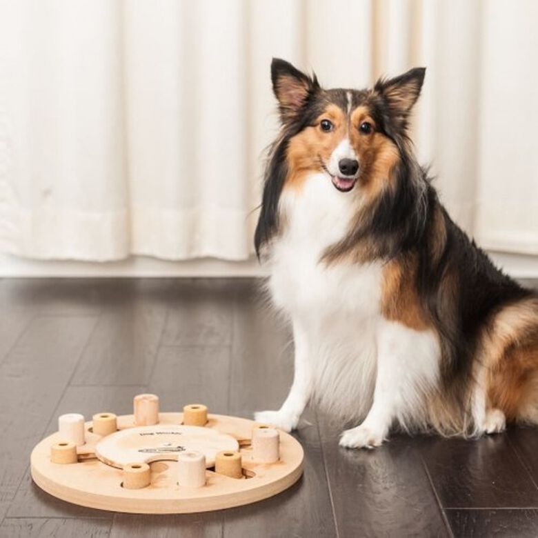 Juguete de inteligencia para perros thumbnail