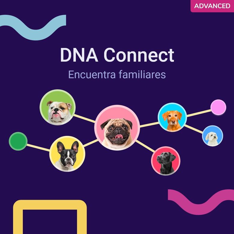 Koko Genetics Prueba De ADN Para Perros Advanced thumbnail