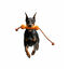 All For Paws Wow Play Juguete Stick Flotante para perros, , large indicador imagen numero 3