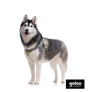 Gotoo Arnés estampado zebra para perros