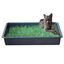 Petground, Arenero para gatos, Cama de Césped natural, Hierba gatera, Alfombra olfativa, XXL, , large indicador imagen numero 1