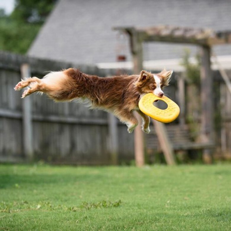 Disco volador para perros color Amarillo, , large image number null