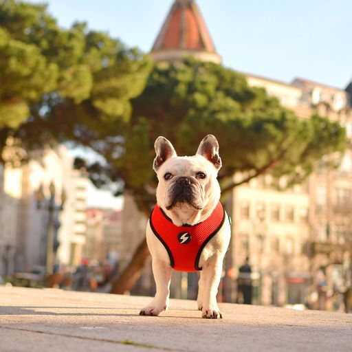 Dashi neo mesh stripes arn&eacute;s rojo y negro para perros, , large Imagen numero 5