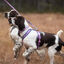 Non-stop Dogwear Arn&eacute;s Morado y Rosa para perros, , large indicador imagen numero 2