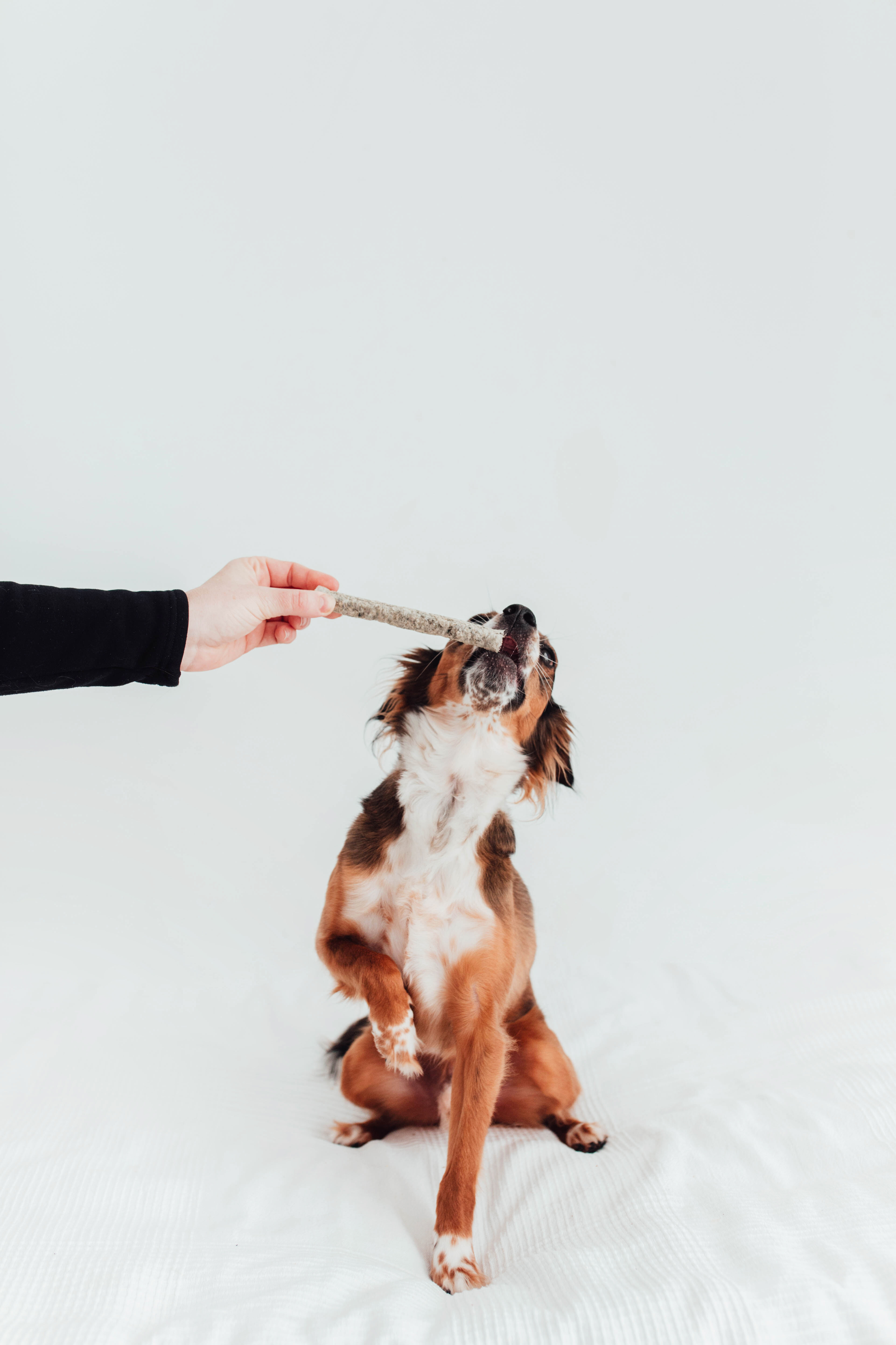 BIMORBOX Perros Senior Peque&ntilde;os &ndash; Pack Ahorro con Pelota, Mordedor de Asta de Ciervo y Snacks Sin Aditivos, , large Imagen numero 3