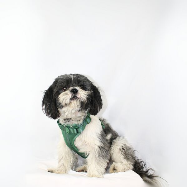 La Casa de Turrón Arnés Adventure Jungle verde con 3 puntos de enganche para perro thumbnail