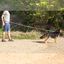 Correa ajustable para perros de jogging 160-220 cm. Correa manos libres elástica y reflectante con cinturón, , large indicador imagen numero 5