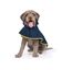 Capa de Lluvia para perro Groc Groc Lola 3 Softshell Azul Marino, , large indicador imagen numero 2