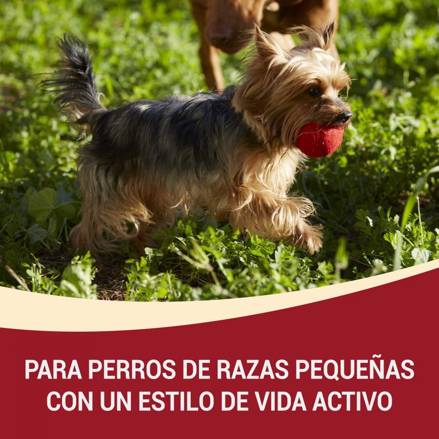 4 sobres x 100 g Purina One Mini Active Buey y Pato sobre en salsa para perros , , large Imagen numero 2