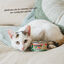 Wild Balance BARF Salmón y Ternera lata para gatos, , large indicador imagen numero 5