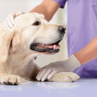 Beaphar CaniComfort Relajante en Spray para el estrés ocasional en perros, , large image number null