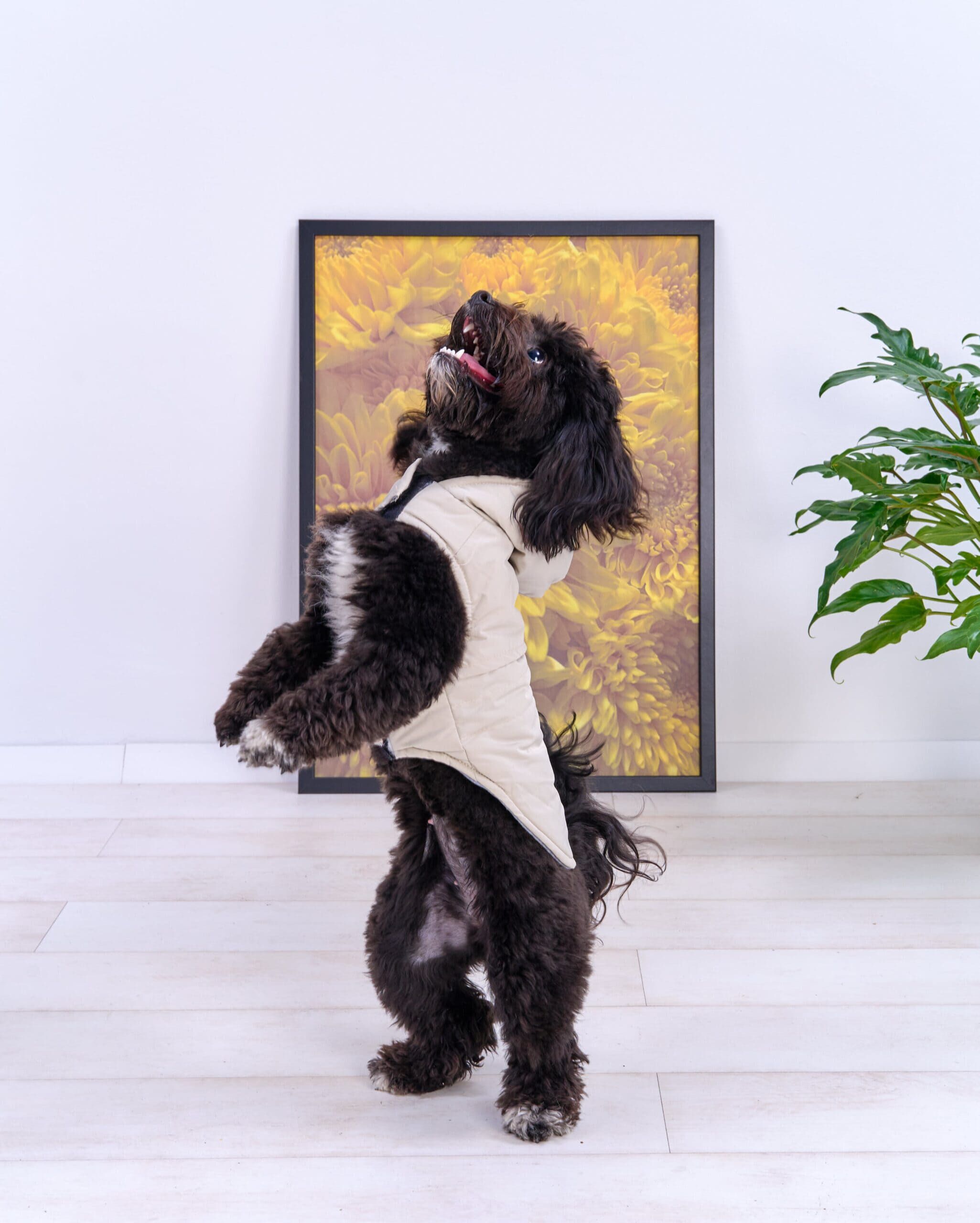 Freedog Abrigo Impermeable TRENDY Gris Claro para perros thumbnail