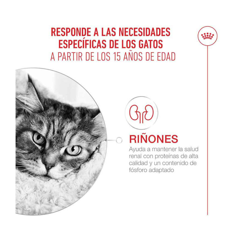 400 g Royal Canin Ageing +15 pienso para gato senior, , large Imagen numero 4