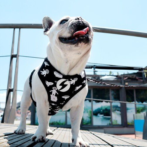 Arn&eacute;s reversible Astronaut Neo Mesh para perro color Varios, , large Imagen numero 4