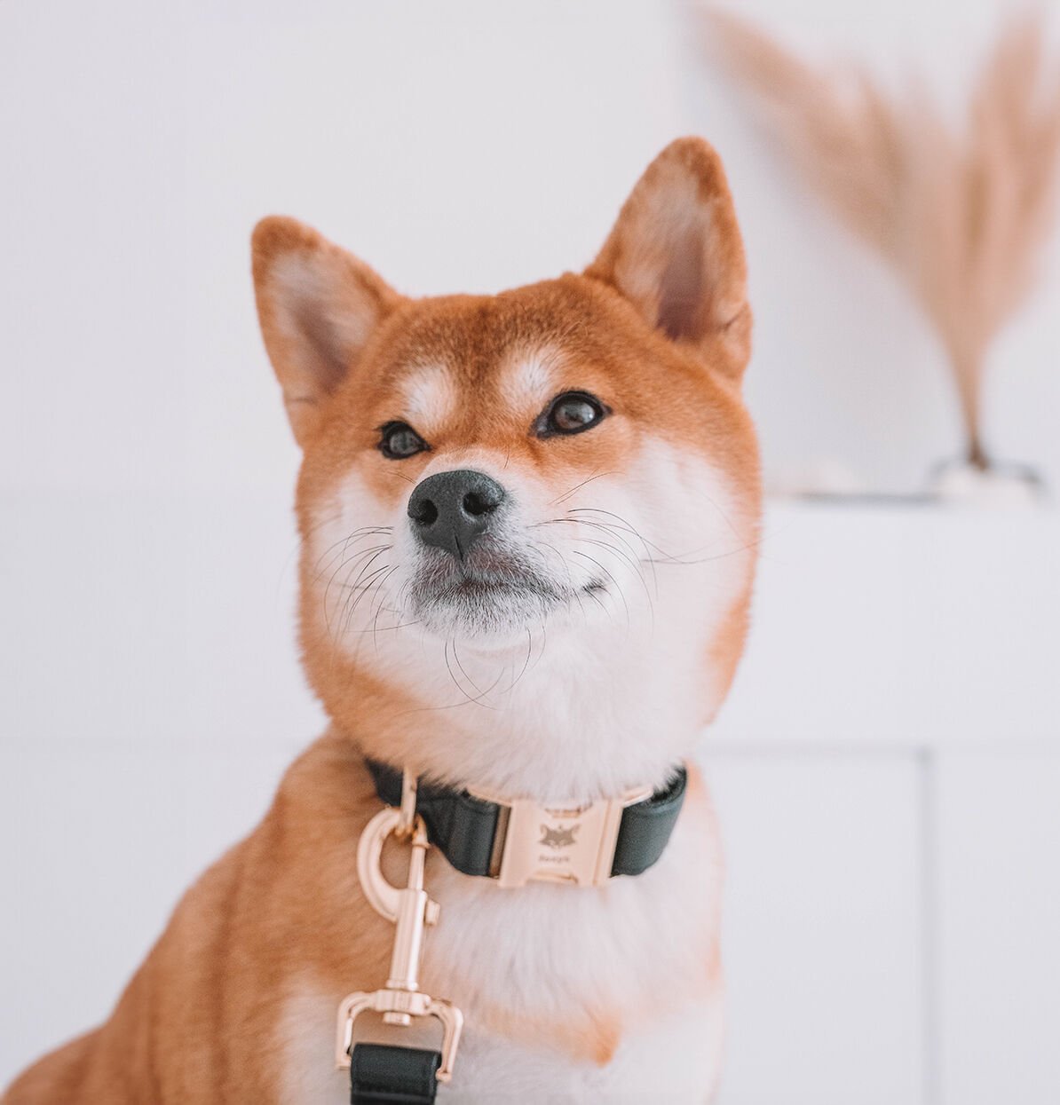 Foxys CityFox Kit Collar y Correa Negro para perros thumbnail