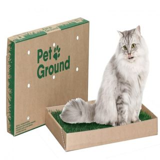 Petground césped 100% natural para gatos, Petground césped 100% natural para gatos