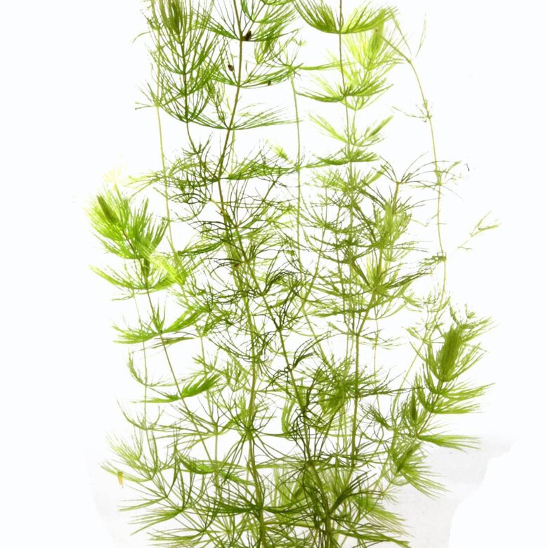 Tropica Iberia planta Ceratophyllum Demersum 'cola de zorro', , large image number null