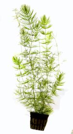 Tropica Iberia Planta Ceratophyllum Demersum 'cola de zorro'