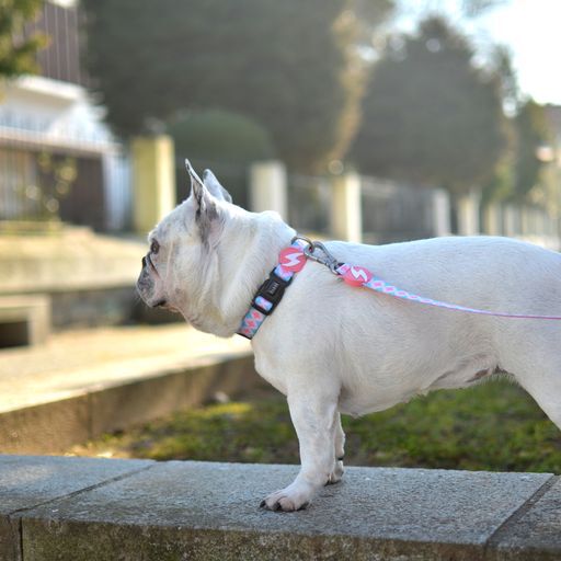 Correa Coral para perros color Multicolor, , large Imagen numero 3