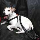 Cinturón de seguridad Foxtrot para perros pequeños color Naranja y negro, , large image number null