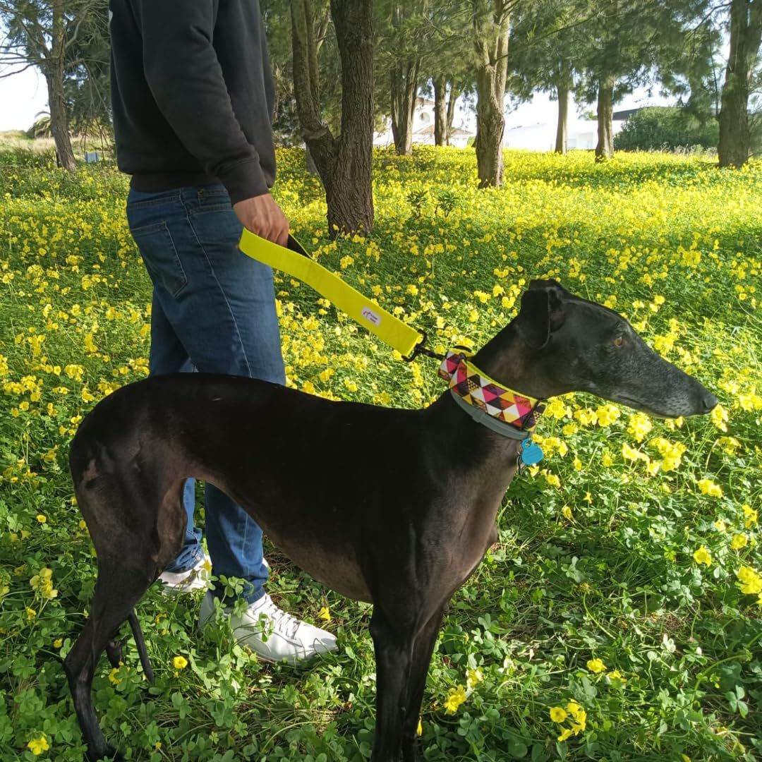 EGV - Collar Martingale 4 cm ancho, Collar galgo hecho a mano en Espa&ntilde;a (Triangulos), , large Imagen numero 4
