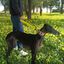 EGV - Collar Martingale 4 cm ancho, Collar galgo hecho a mano en España (Triangulos), , large indicador imagen numero 4
