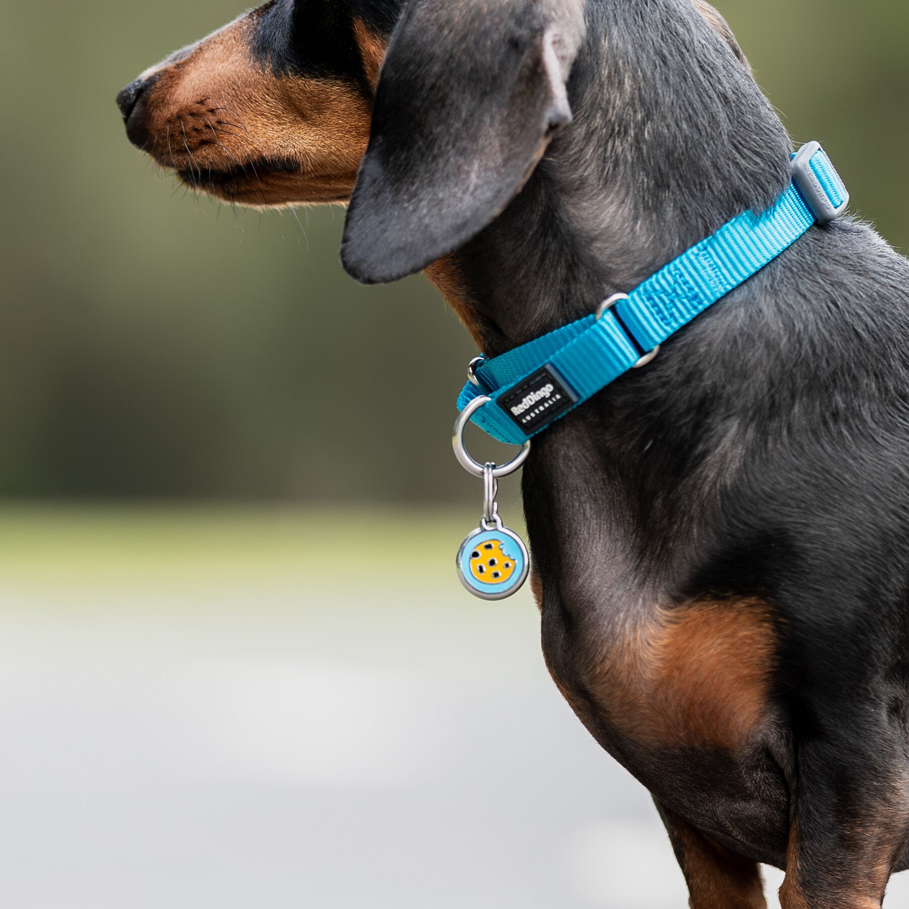 Placa identificativa Acero Inoxidable Hueso para perros, , large Imagen numero 2