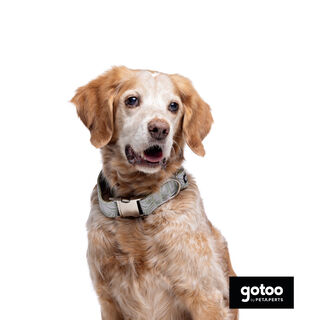 Collar estampado de hojas para perros