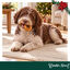 1 ud. Wonder Christmas Donut Snacks para perros, , large indicador imagen numero 2