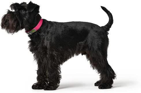 HUNTER Collar Convenience color frambuesa, talla 45, , large Imagen numero 3