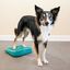 FitPAWS Rampa de equilibrio para mascotas azul 35x35x7 cm, , large indicador imagen numero 2