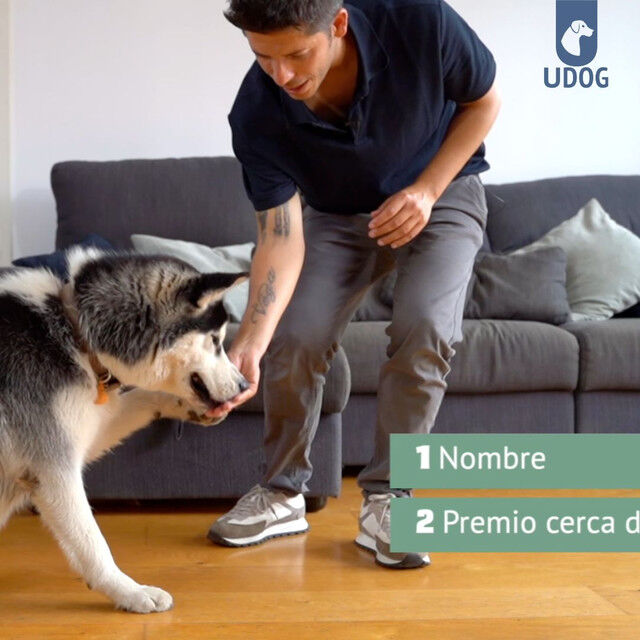 Curso Primeros d&iacute;as con tu cachorro, , large Imagen numero 3